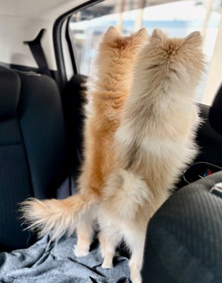 窓の外を眺める小型犬達