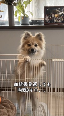 サークルに手をかけて立ち上がる小型犬