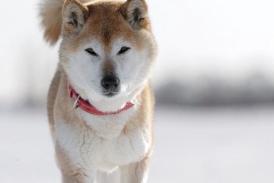 雪原で遊ぶ柴犬