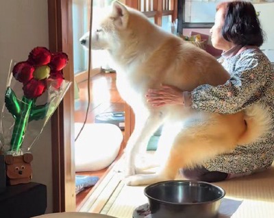 秋田犬が抱っこされてる！？