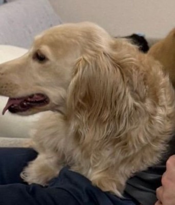 飼い主さんに甘えるお兄ちゃん犬