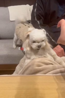 伸びてくる手に怒る小型犬