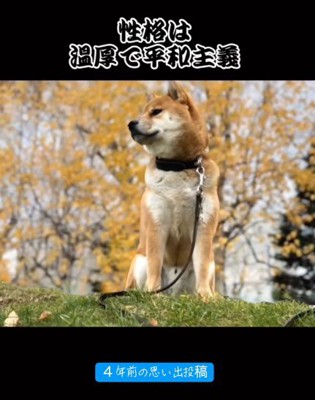 穏やかで平和主義