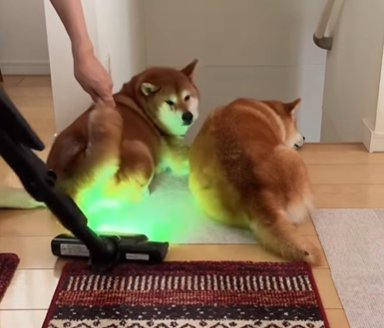 寝そべりながら尻尾だけ持ち上げられて掃除機を当てられる柴犬