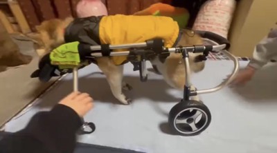 歩行器に乗る犬