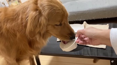 よもぎちゃん&だいず君の納豆への反応8