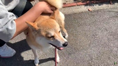 女性にお尻をなでられる犬