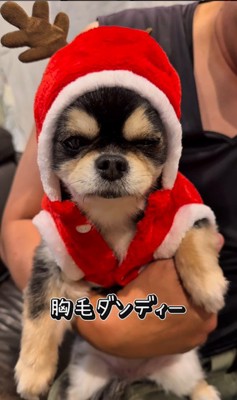 チワワ三兄弟のための購入品紹介6