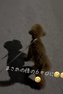 お散歩をエンジョイ