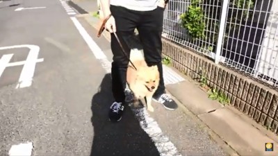 散歩中のぽんきちくん1