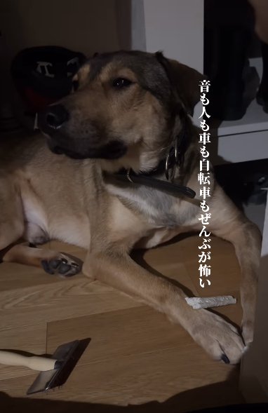 暗い部屋の隅で緊張した顔の大型犬