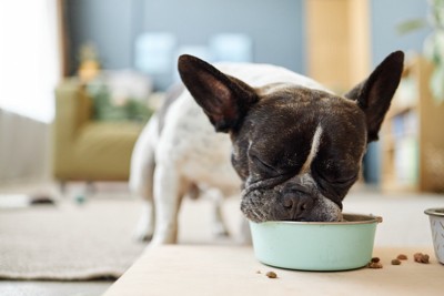食事中のフレブル