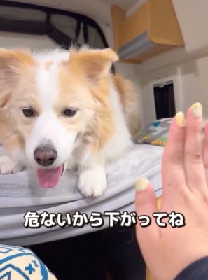 近くで見ようとする犬