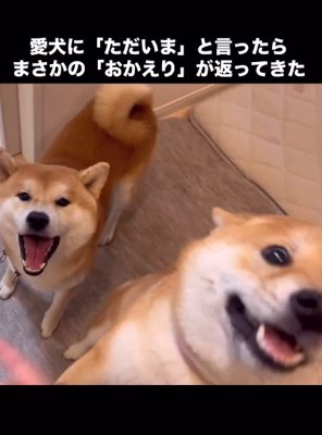 お出迎えする2匹