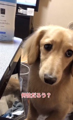 飼い主さんを見るモナカくん