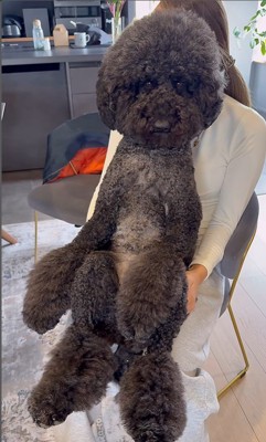 テレビを見るCOCOちゃん4