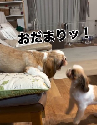 怒るアンちゃん