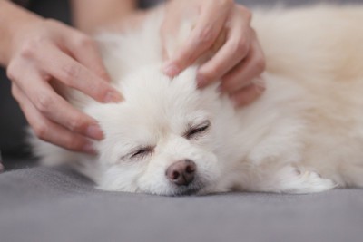 目を閉じる犬の頭をマッサージする手