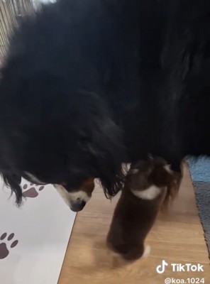 大型犬の前足にじゃれつく子犬