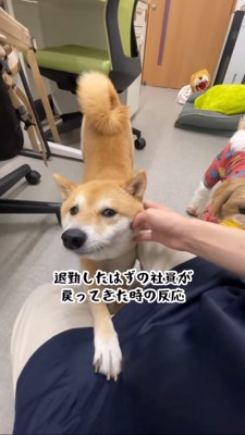 伸びをする豆柴