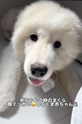 口を開けてカメラを見つめる子犬