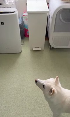 おまめちゃんと赤ちゃんの別れ9