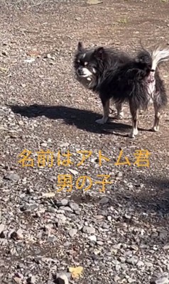 毛並みもボサボサに