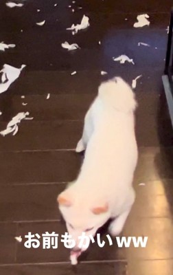 床の上を走る白い犬