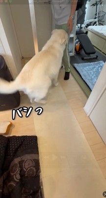 壁にしっぽが当たる犬