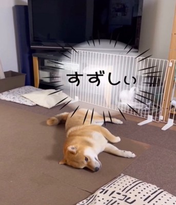 くつろぐ犬