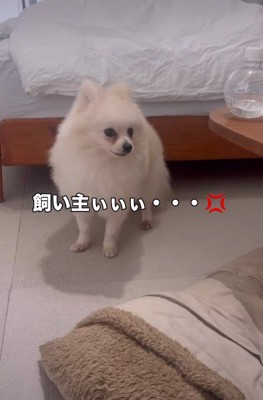 「飼い主さんをどこへやったの!?」