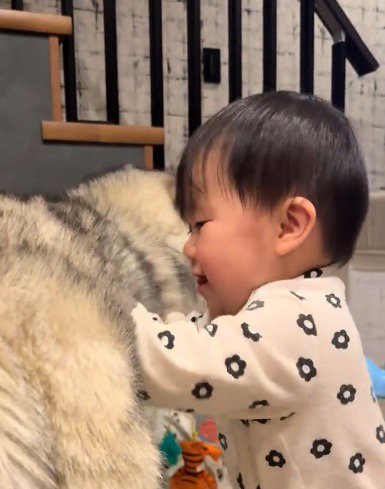 犬の体を間近で見つめる赤ちゃん 