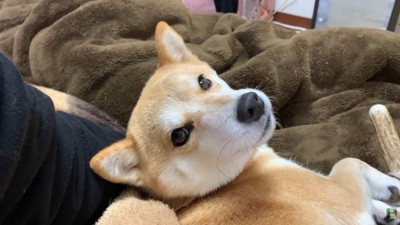 「もっと撫でて♡」とお目目でアピール