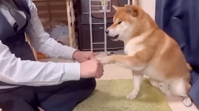 名前を選ぶ柴犬