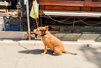 赤いリードで繋がれた犬