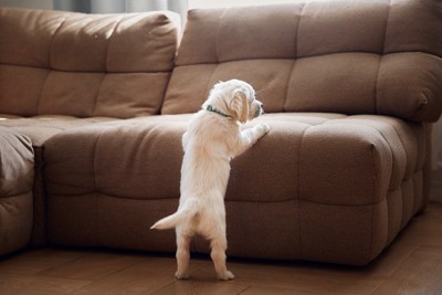 ソファーに手をかける、後ろ姿