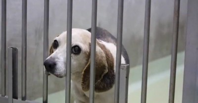 檻の向こう側を見つめる犬