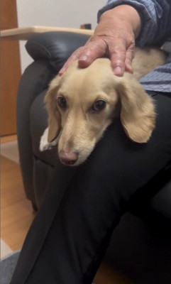 おばあちゃんとの別れを惜しむワンコたち6