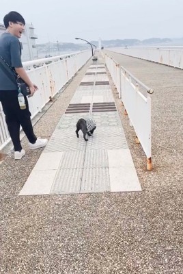 よろめくぶん太くん