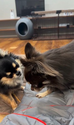 よもぎ君VSしょうぶ君の喧嘩4