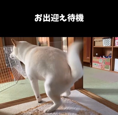 玄関前で待機している犬