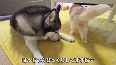 「なになに!?このニオイ!?」