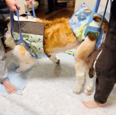 辺りを見るセロくん