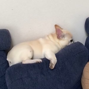 ソファのクッションの間に沈んでいくフレンチブルドッグ