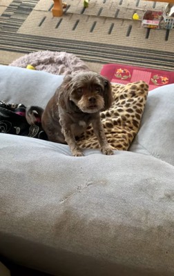 においを嗅ぐペコちゃん