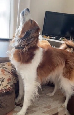 伸びをするワンコ