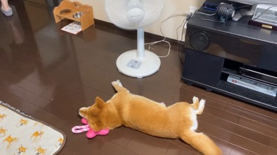 扇風機の前でゴロゴロ♪