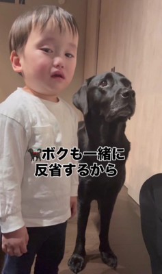 一緒に謝ろうとするどん兵衛ちゃん