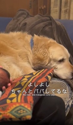 くつろぐ犬