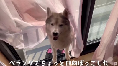 お姉ちゃんと日向ぼっこ